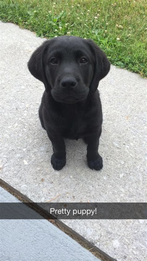 Gunner A Black English Lab At 10 Wks Old Labrador Retriever