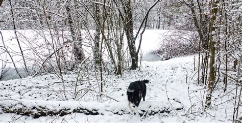 Border Collie Pies Las Darmowe Zdjęcie Na Pixabay Pixabay