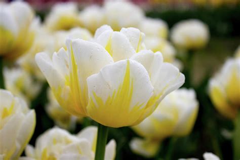 Yellow And White Tulips Photograph by Jannita Simpson - Fine Art America