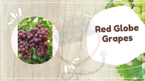 Red Globe Grapes- Origin, Characteristics, Nutritional Benefits & Uses