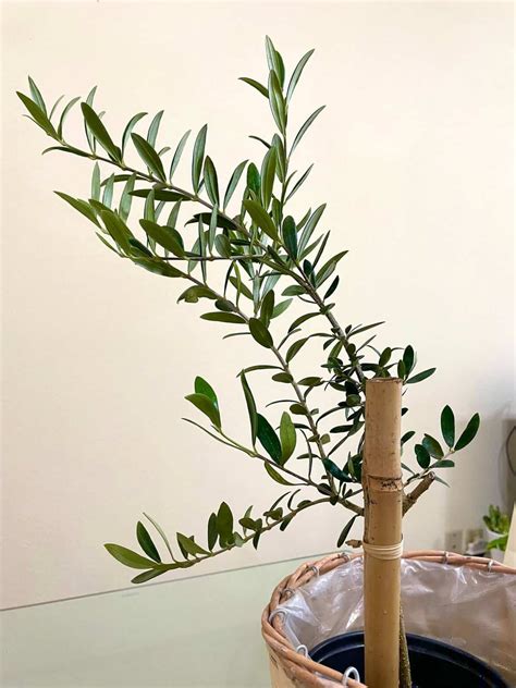 how to take care of an olive tree
