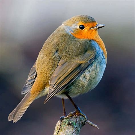 Download Cheerful and full of song, the Robin is a joyful harbinger of
