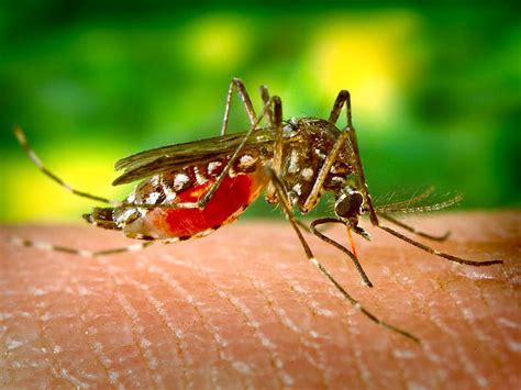 Mosquito control London | Prime Pest Control London
