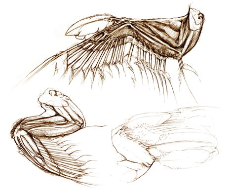 Скелет с крыльями рисунок - 69 фото