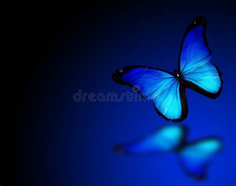 Blue Butterfly on Blue Background Stock Image - Image of turquoise ...