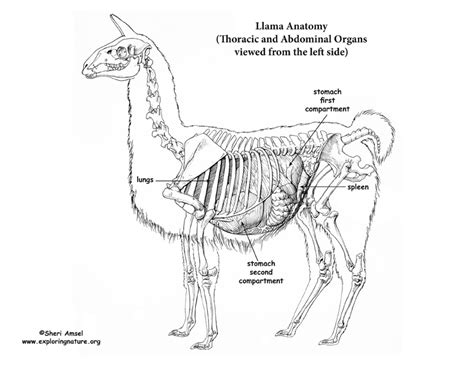 Llama Thoracic And Abdominal Organs Left View