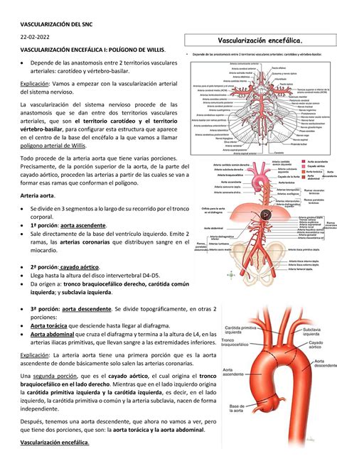 Vascularización del SNC 2021 2022 Apuntes completos de clase