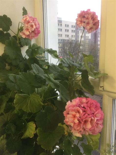 Пеларгония | Растения, Герань