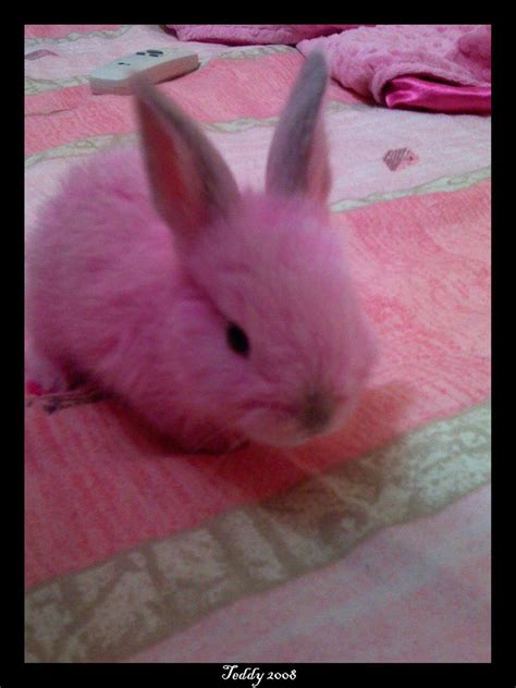 Pink Bunny Ii By Teddymaniac On Deviantart
