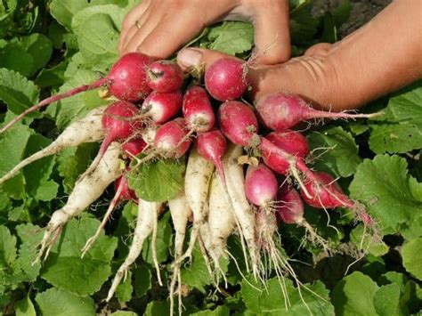 15 Best Radish Varieties to Grow in Your Garden