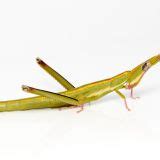The Australian Grasshopper Thats Given Up Sex Pursuit By The University Of Melbourne