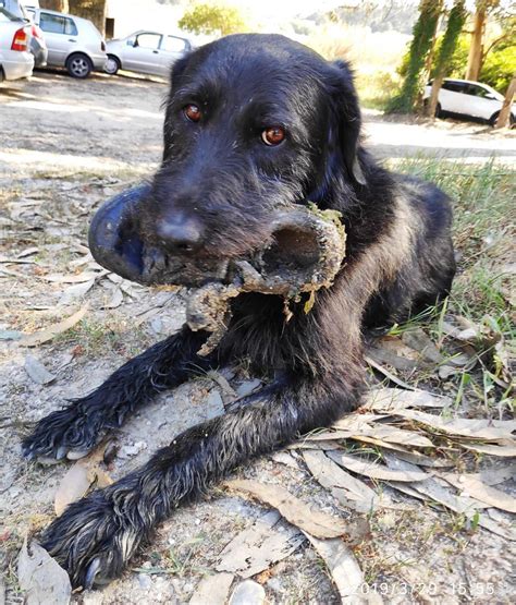 Este Companheiro De Jo O Manzarra Que J N O O Larga Conhe A A