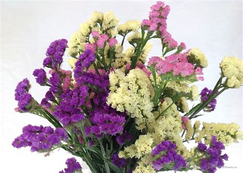 Купить «Статица микс» с доставкой в Туле - «Марта»