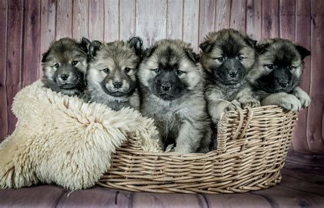 Training Guide to Tibetan Mastiff Puppies for Sale | Blog