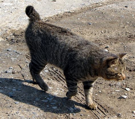 Japanese bobtail - Origin, Care, Appearance and Characteristics