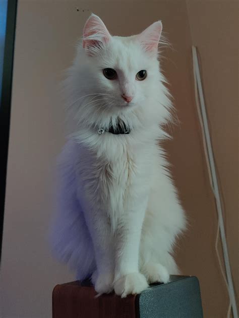 HELP! Missing cat in Brewer's Hill : r/baltimore