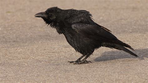 carrion crow | BirdForum