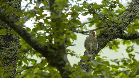 European Green Woodpecker Birdforum