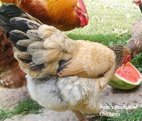 Pams Backyard Chickens What Can Chickens Eat Can You Feed Chickens
