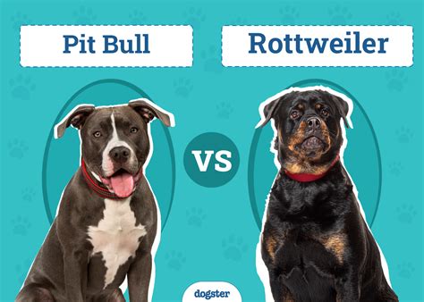 Pitbull Vs Rottweiler