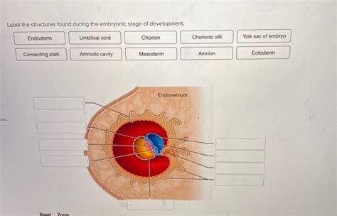 Solved Label The Structures Found During The Embryonic Stage Chegg