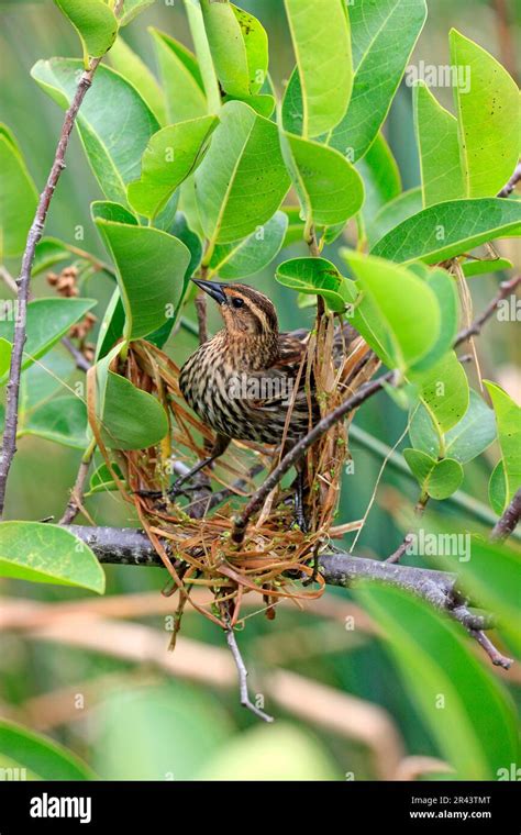 Red Winged Blackbird Agelaius Phoeniceus Adult Female Building A