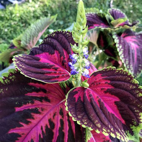 Coleus (seeds) Kong Rose, Vibrant Ornamental Plant, Rare Seeds for ...