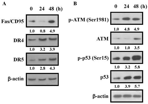 Kaempferol Induces Atmp53 Mediated Death Receptor And Mitochondrial