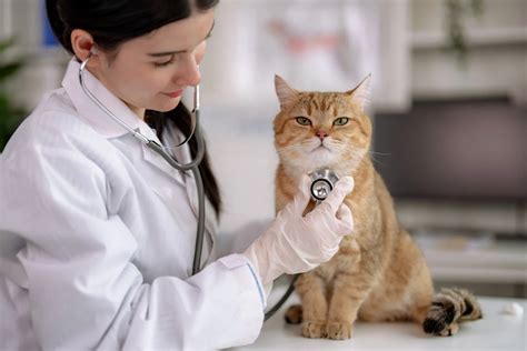 Quanto Custa Uma Faculdade De Veterinária - 10