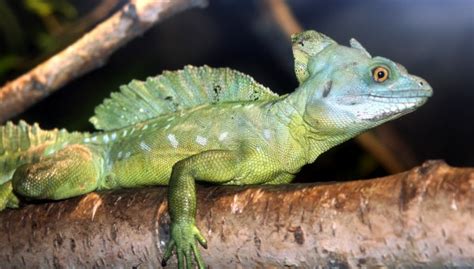 Darmowe Zdj Cia Natura Dzikiej Przyrody D Ungla Gad Iguana Fauna