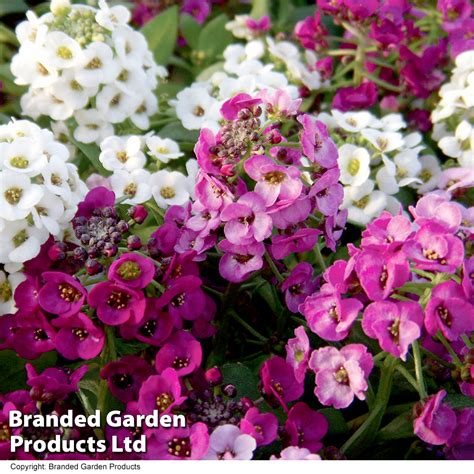 Alyssum 'Clear Crystal Mixed' | Dobies