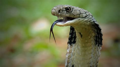 Philippine Cobra Bite