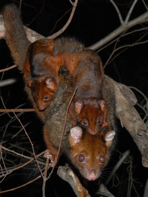 Possum TV: Baby Ringtail Surprise