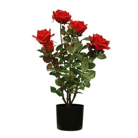 Rose Tree Red / Buy red knockout rose bushes (rosa 'radrazz') online at the tree center ...