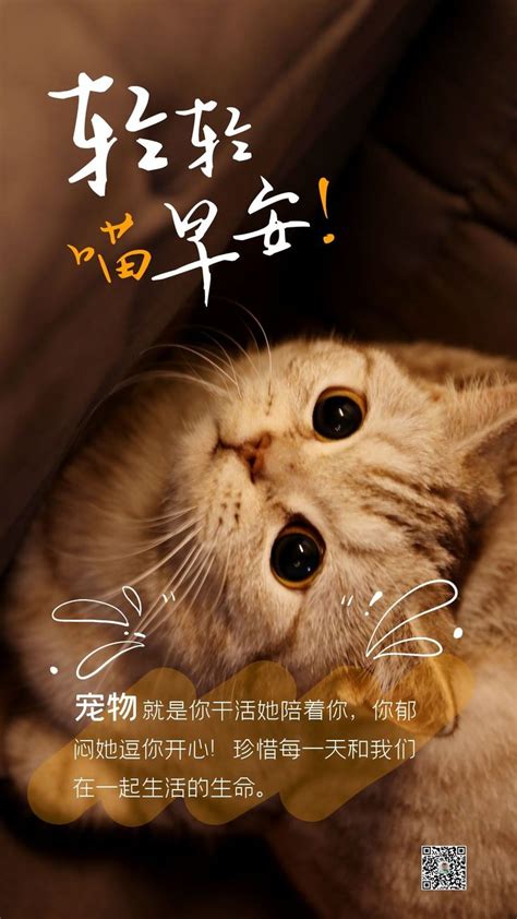 Pin By Amy Ng On 早安快乐 Good Morning Cat Morning Cat Good Morning Happy