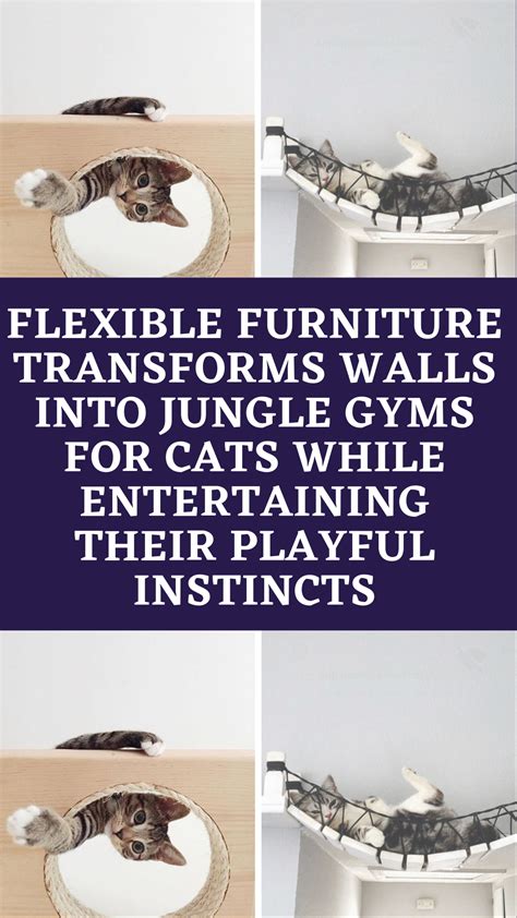 Flexible furniture transforms walls into jungle gyms for cats while ...