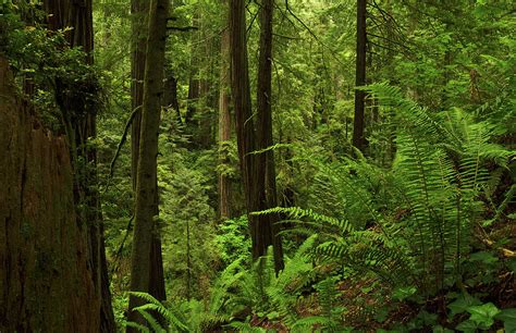 Smith River Redwoods Horizontal Photograph by TL Mair