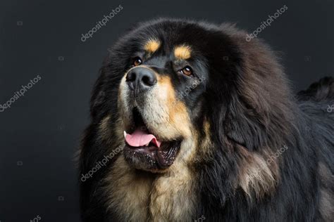 beautiful big tibetan mastiff dog stock photo svetography