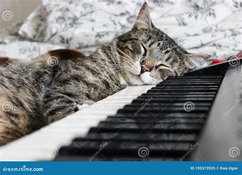 Portrait of Brown Tabby Cat Sleeping on Piano. Big Green Eyes. a ...