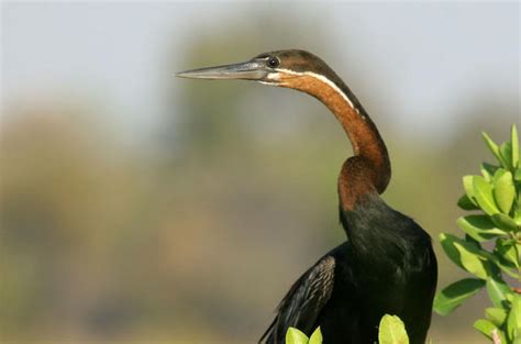 Namibia Safari Guide Endemic Birds Of Namibia