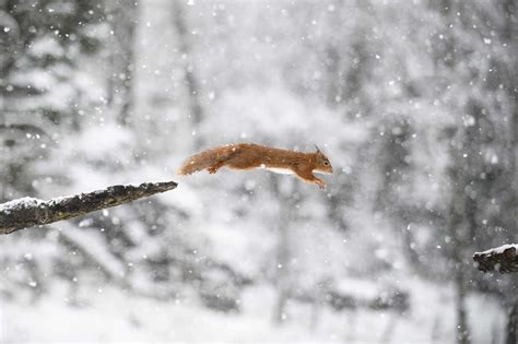 Springendes rotes Eichhörnchen im Winterwald lizenzfreies Stockfoto