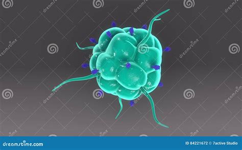 巨噬细胞 库存例证 插画 包括有 微生物 巨噬细胞 医疗 茴香 人力 免疫学 吞噬细胞 糖尿病 84221672