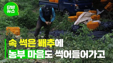단비 소리뉴스 아열대로 가는 한국 농민도 작물도 적응 난조 Youtube