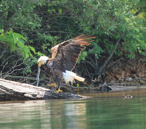 The MCR Eagle that went VIRAL! - Merrill Creek Reservoir
