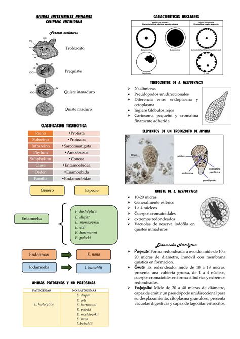 Solution Parasitolog A Amibas Intestinales Humanas Studypool