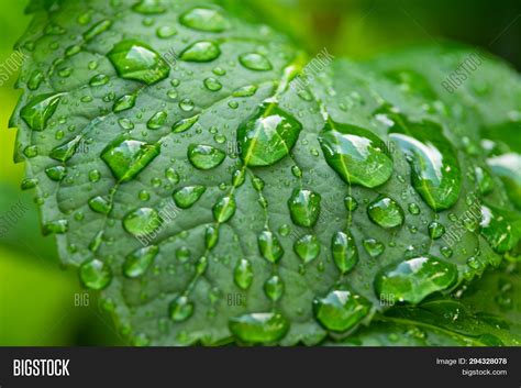 Rain Drops On Green Image & Photo (Free Trial) | Bigstock