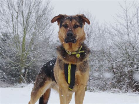How Cold Is Too Cold To Walk A Dog