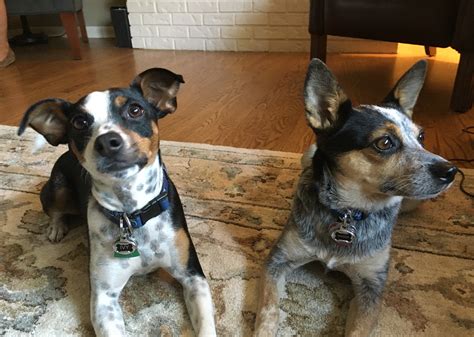 Blue Heeler: Dog Gone Problems