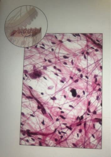 Tissues '' Flashcards | Quizlet