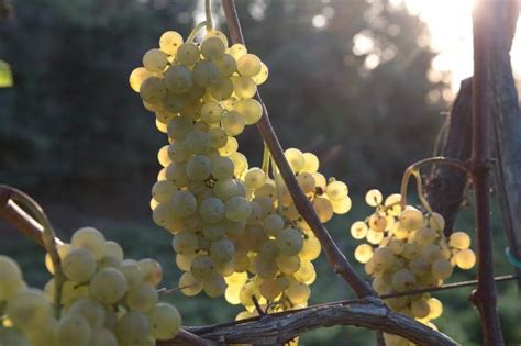 Il Consorzio Tutela Vini Dei Campi Flegrei E Ischia Al Vinitaly Di